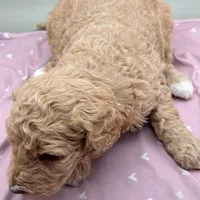 Shamrock, a female Aussiedoodle for sale in Hickory, NC – Photo 3 of 3