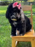 Muffin, a female Aussiedoodle and Bernedoodle for sale in Hickory, NC – 2 of 6