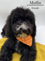 Muffin, a female Aussiedoodle and Bernedoodle for sale in Hickory, NC – 9 of 10