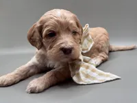 Jasper, a male Cockapoo for sale in Hickory, NC – 2 of 5