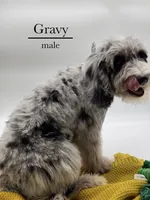 Gravy, a male Aussiedoodle and Bernedoodle for sale in Hickory, NC – 5 of 9