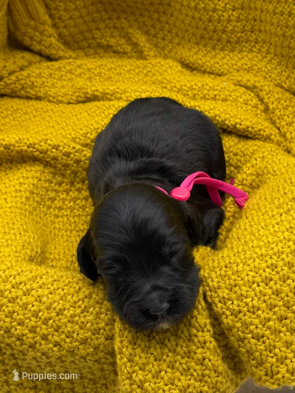 Posy – Cockapoo puppy for sale in Hickory, NC