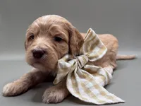 Jasper, a male Cockapoo for sale in Hickory, NC – 5 of 5