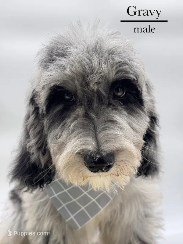 Gravy – Aussiedoodle, Bernedoodle puppy for sale in Hickory, NC