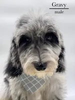 Gravy, a male Aussiedoodle and Bernedoodle for sale in Hickory, NC – 1 of 9