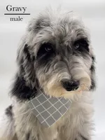 Gravy, a male Aussiedoodle and Bernedoodle for sale in Hickory, NC – 7 of 9