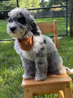 Gravy, a male Aussiedoodle and Bernedoodle for sale in Hickory, NC – 2 of 6