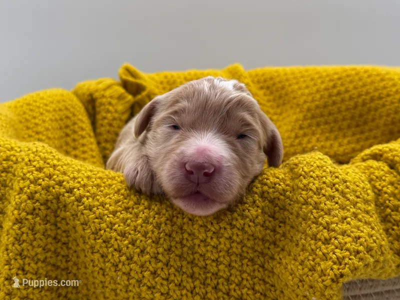 Boone – Aussiedoodle puppy for sale in Hickory, NC