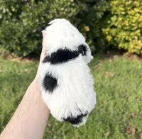 Forrest, a male Aussiedoodle and Bernedoodle for sale in Hickory, NC – Photo 2 of 2