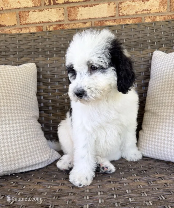 Forrest – Aussiedoodle, Bernedoodle puppy for sale in Hickory, NC