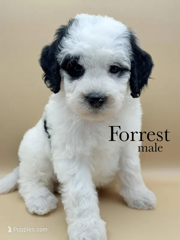 Forrest – Aussiedoodle, Bernedoodle puppy for sale in Hickory, NC