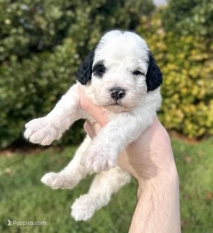 Forrest – Aussiedoodle, Bernedoodle puppy for sale in Hickory, NC