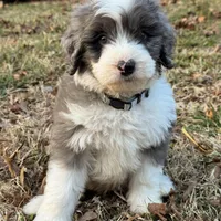 Blizzard, a male Aussiedoodle and Bernedoodle for sale in Hickory, NC – Photo 1 of 6