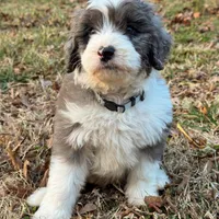 Blizzard, a male Aussiedoodle and Bernedoodle for sale in Hickory, NC – Photo 3 of 6