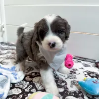 Blizzard, a male Aussiedoodle and Bernedoodle for sale in Hickory, NC – Photo 5 of 6