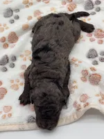 Nash, a male Bernedoodle for sale in Hickory, NC – 6 of 6