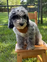 Gravy, a male Aussiedoodle and Bernedoodle for sale in Hickory, NC – 4 of 6