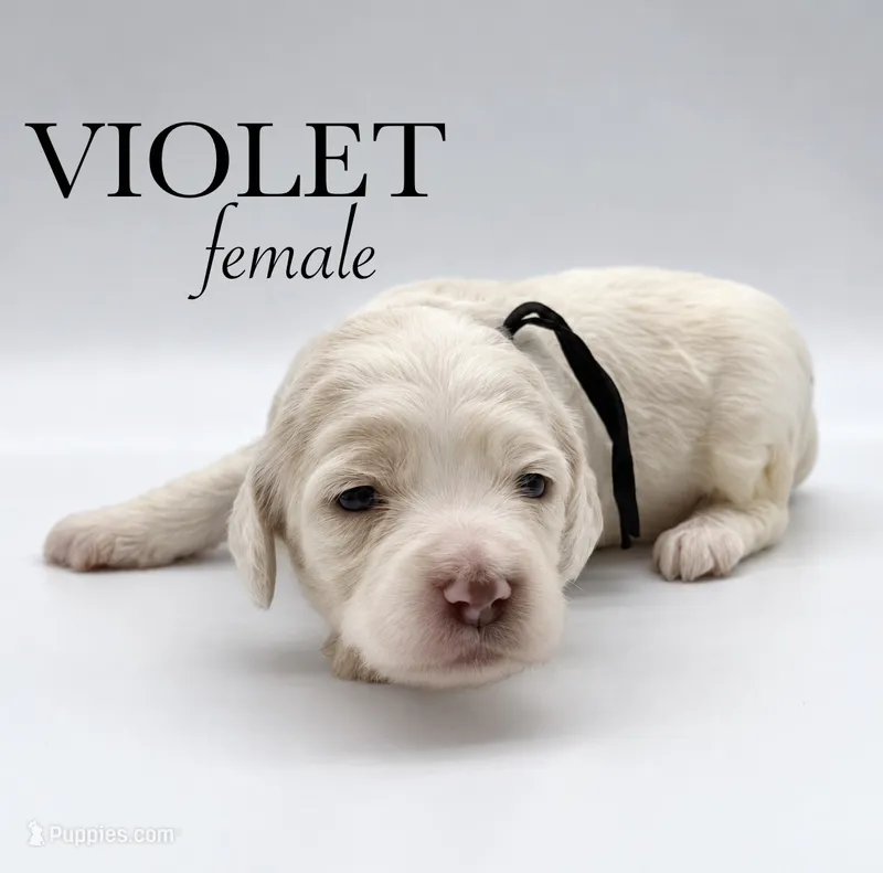 Violet – Cockapoo puppy for sale in Hickory, NC