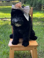 Fernie, a female Aussiedoodle and Bernedoodle for sale in Hickory, NC – 5 of 6