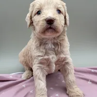 Limerick, a female Aussiedoodle for sale in Hickory, NC – Photo 2 of 3