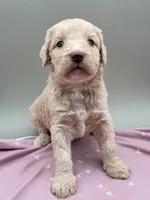 Limerick, a female Aussiedoodle for sale in Hickory, NC – Photo 2 of 3