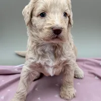 Limerick, a female Aussiedoodle for sale in Hickory, NC – Photo 3 of 3