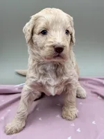 Limerick, a female Aussiedoodle for sale in Hickory, NC – Photo 3 of 3