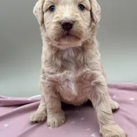 Limerick, a female Aussiedoodle for sale in Hickory, NC – Photo 1 of 3