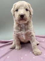 Limerick, a female Aussiedoodle for sale in Hickory, NC – Photo 1 of 3