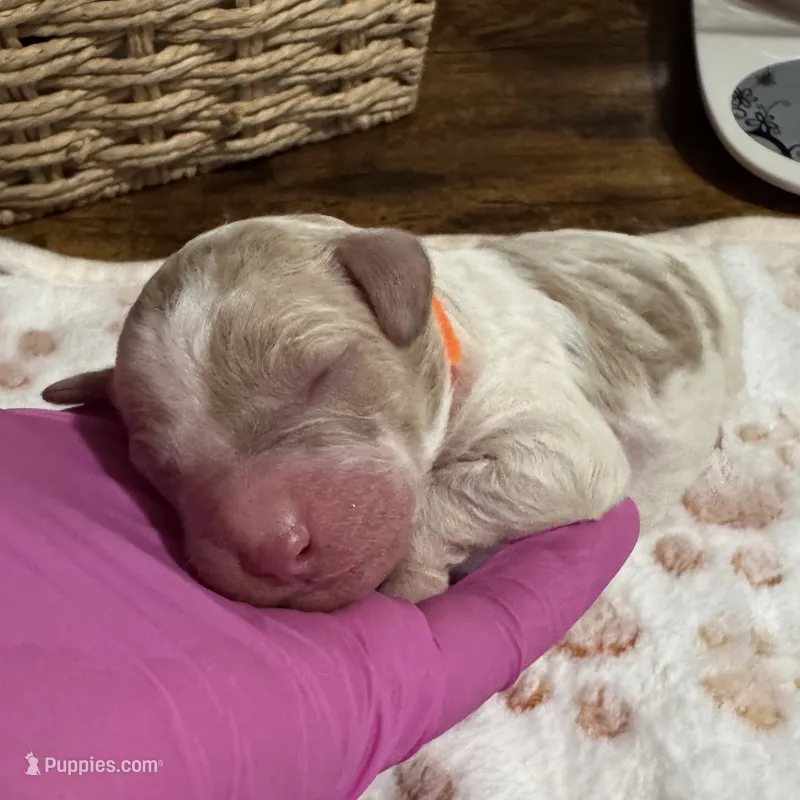 Dakota – Aussiedoodle puppy for sale in Hickory, NC