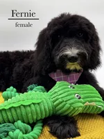 Fernie, a female Aussiedoodle and Bernedoodle for sale in Hickory, NC – 4 of 8