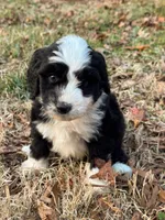 Mittens, a female Aussiedoodle and Bernedoodle for sale in Hickory, NC – Photo 2 of 4