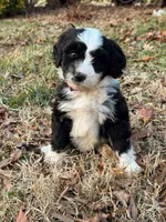 Mittens, a female Aussiedoodle and Bernedoodle for sale in Hickory, NC – Photo 4 of 4