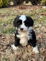 Mittens, a female Aussiedoodle and Bernedoodle for sale in Hickory, NC – Photo 3 of 4