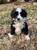 Mittens, a female Aussiedoodle and Bernedoodle for sale in Hickory, NC – Photo 1 of 4