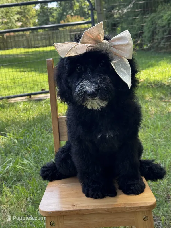 Fernie – Aussiedoodle, Bernedoodle puppy for sale in Hickory, NC