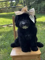 Fernie, a female Aussiedoodle and Bernedoodle for sale in Hickory, NC – 1 of 6