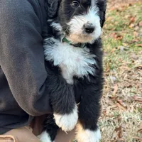 Pine, a male Aussiedoodle and Bernedoodle for sale in Hickory, NC – Photo 2 of 4