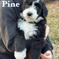Pine, a male Aussiedoodle and Bernedoodle for sale in Hickory, NC – Photo 1 of 4