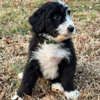 Pine, a male Aussiedoodle and Bernedoodle for sale in Hickory, NC – Photo 4 of 4