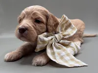 Jasper, a male Cockapoo for sale in Hickory, NC – 4 of 5