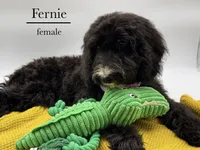 Fernie, a female Aussiedoodle and Bernedoodle for sale in Hickory, NC – 8 of 8