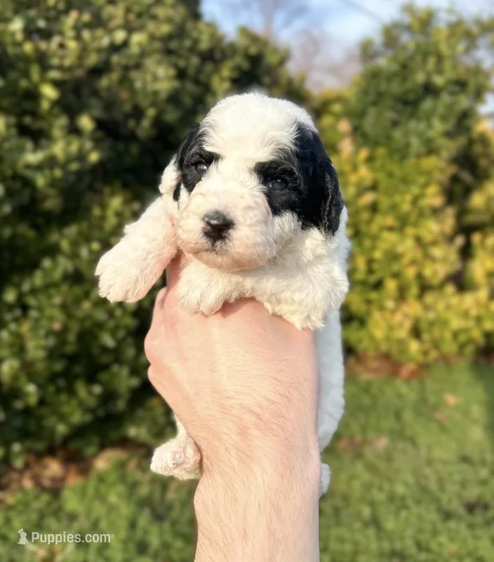 Breezy – Aussiedoodle, Bernedoodle puppy for sale in Hickory, NC
