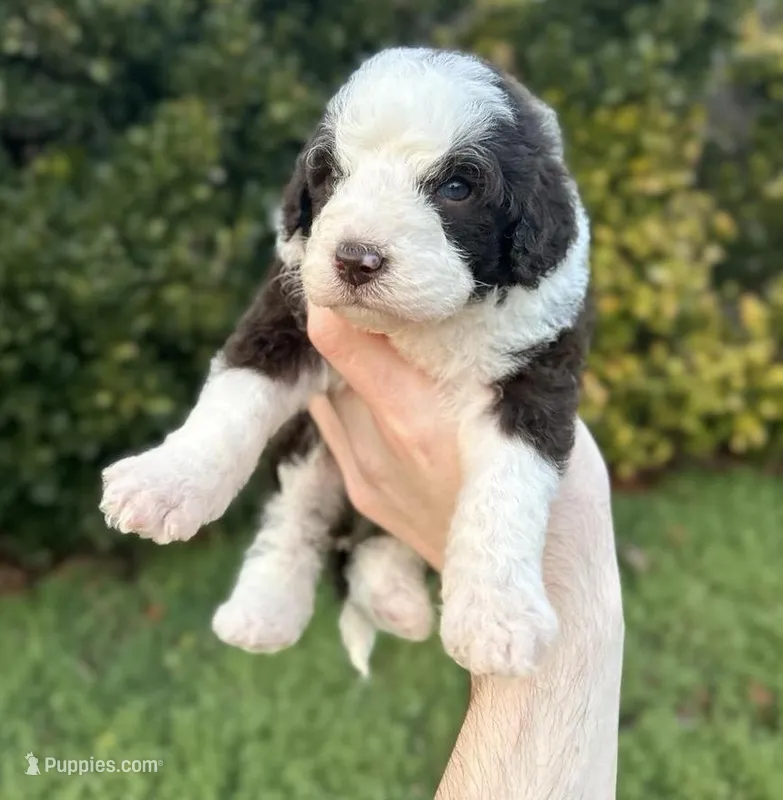 Dewey – Aussiedoodle, Bernedoodle puppy for sale in Hickory, NC
