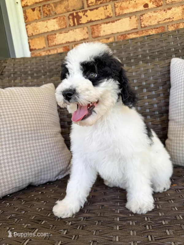 Breezy – Aussiedoodle, Bernedoodle puppy for sale in Hickory, NC