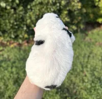 Breezy, a female Aussiedoodle and Bernedoodle for sale in Hickory, NC – Photo 2 of 2
