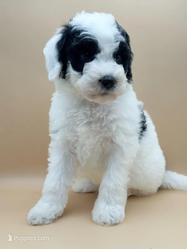 Breezy – Aussiedoodle, Bernedoodle puppy for sale in Hickory, NC