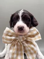 Maverick , a male Aussiedoodle for sale in Hickory, NC – 4 of 6