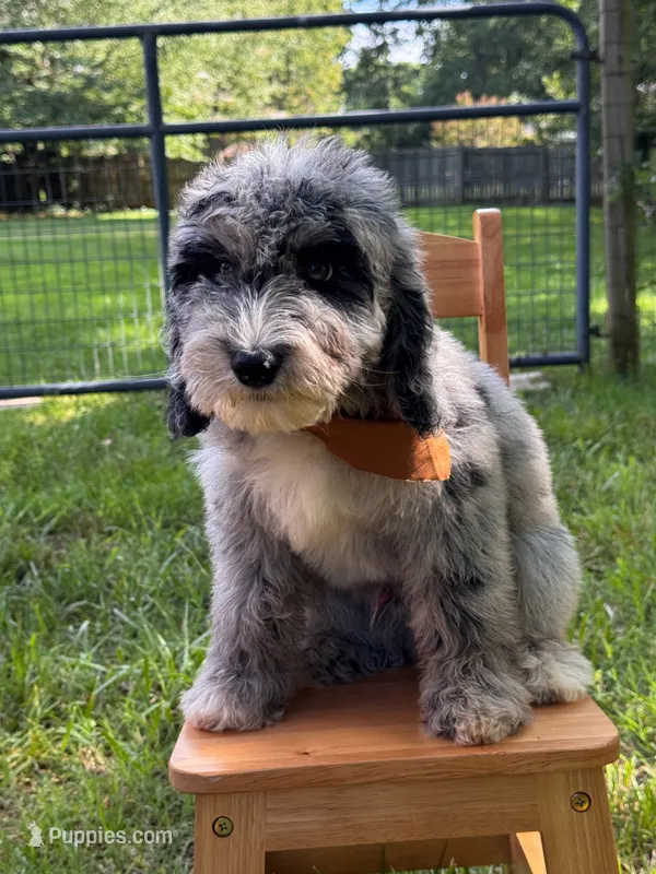 Gravy – Aussiedoodle, Bernedoodle puppy for sale in Hickory, NC
