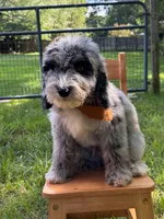 Gravy, a male Aussiedoodle and Bernedoodle for sale in Hickory, NC – 1 of 6
